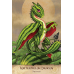 Карты Таро Field Guide to Garden Dragons