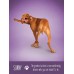 Карты Таро: Yoga Dogs Deck & Book Set